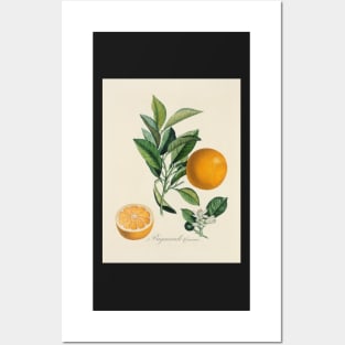 Kitchen, Fruit, Vintage, Typography, Quote, Home, Scandinavian Posters and Art